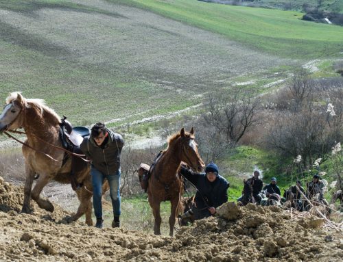 THE HORSES